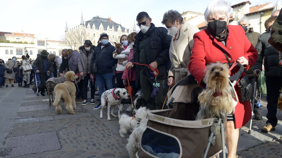 Los perros fueron los protagonistas, aunque también hubo gatos y otras mascotas. | REPORTAJE GRÁFICO: MAURICIO PEÑA