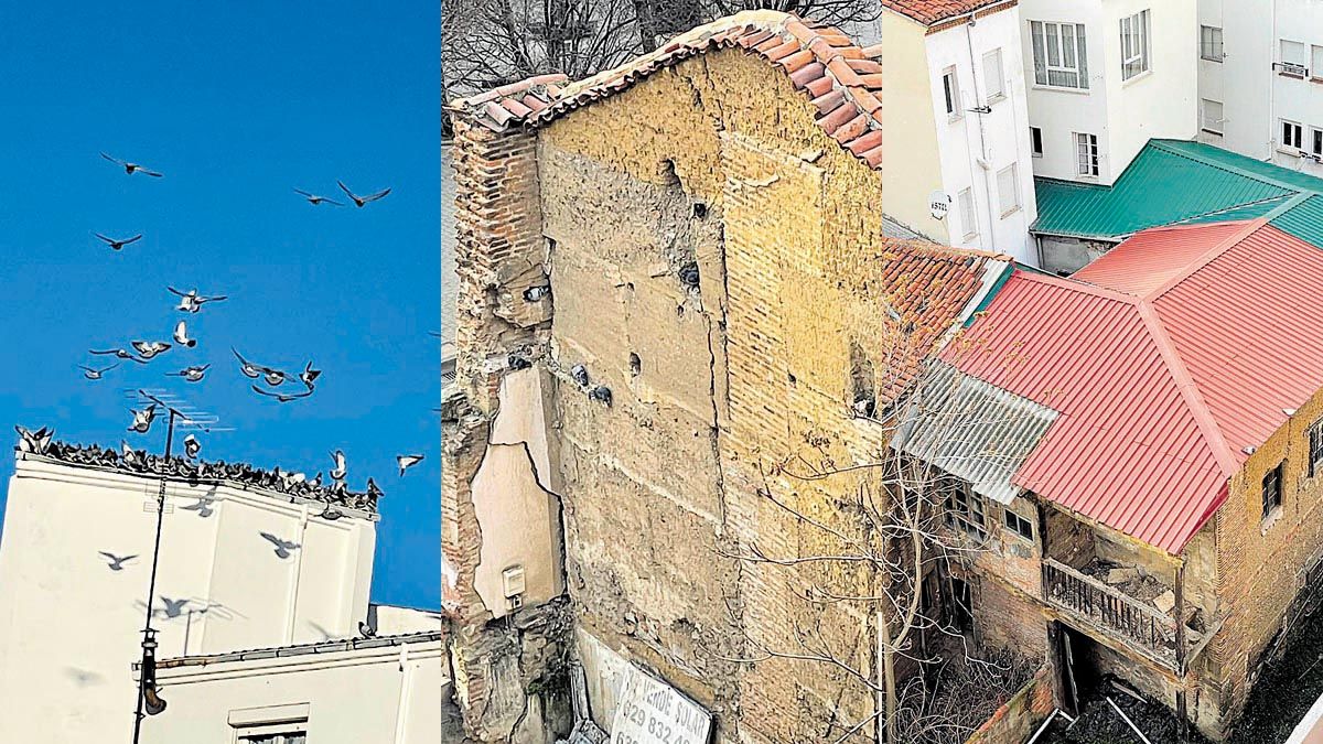La presencia de dos edificios en estado de abandono ha provocado la proliferación de las palomas. | L.N.C.