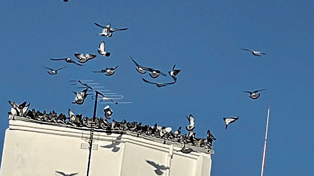 La presencia de dos edificios en estado de abandono ha provocado la proliferación de las palomas. | L.N.C.