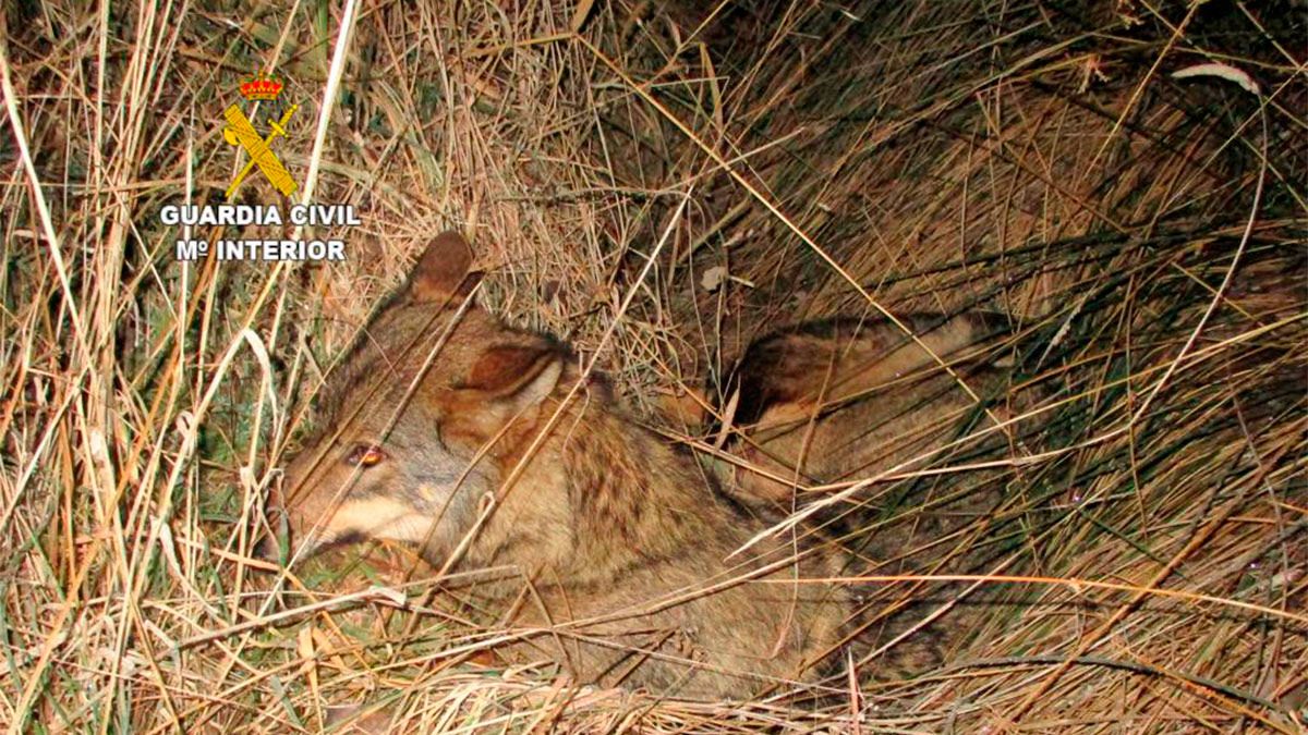 El animal tropellado en la N-VI. | L.N.C.