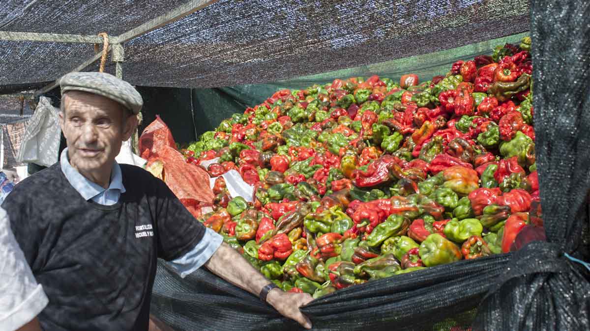 El pimiento de Fresno se caracteriza por tener cuatro morros. | T.G.