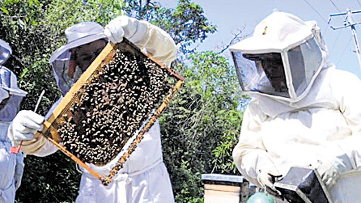 El León existen unas condiciones excepcionales para producir miel ecológica. | L.N.C.