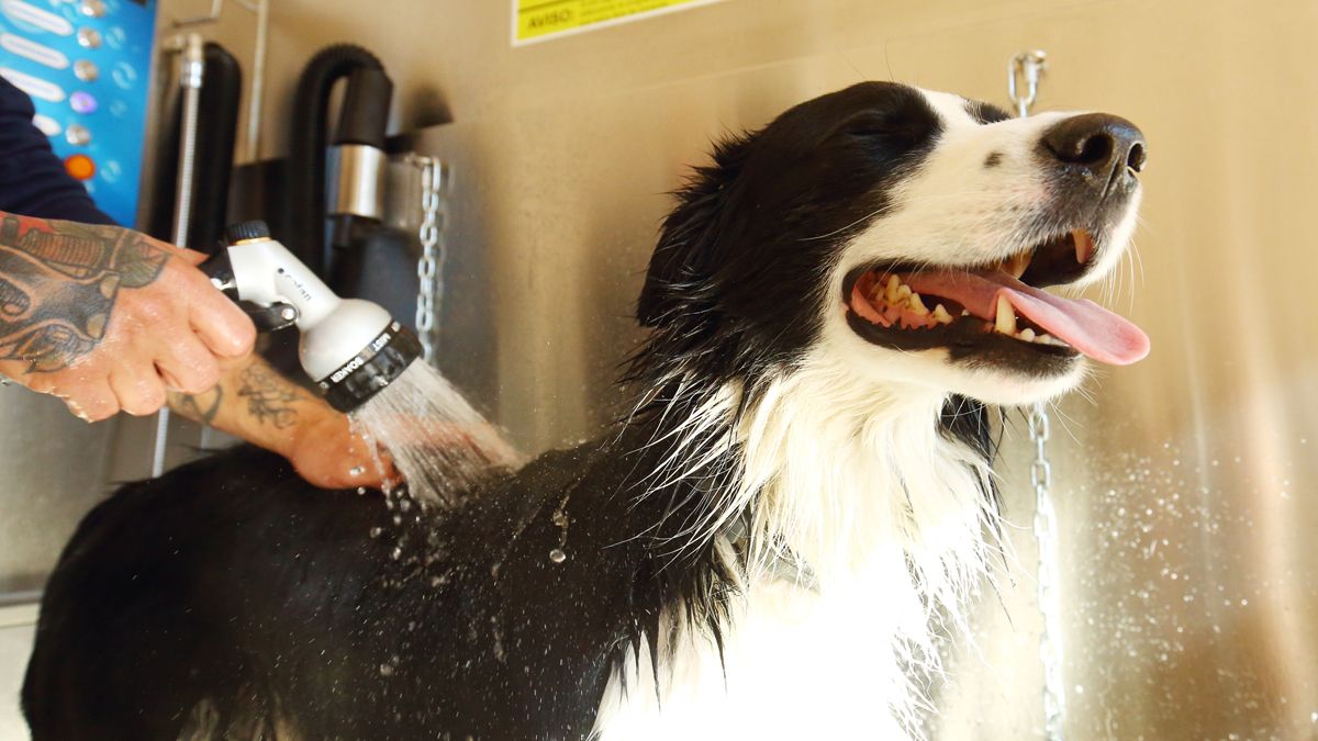 Un perro en el autolavado, disfrutando de su baño. |Ical