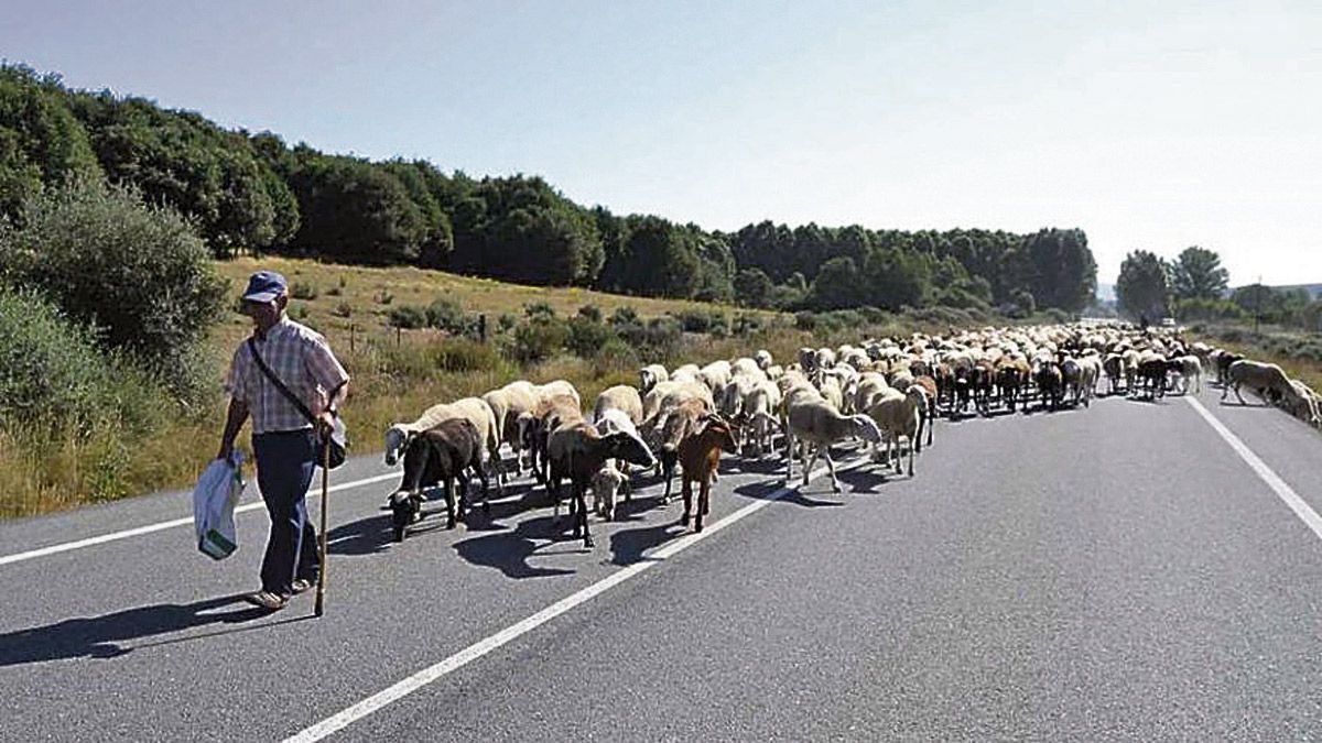 La normativa pretende regular el tránsito de ganado por Riego de la Vega. | ABAJO