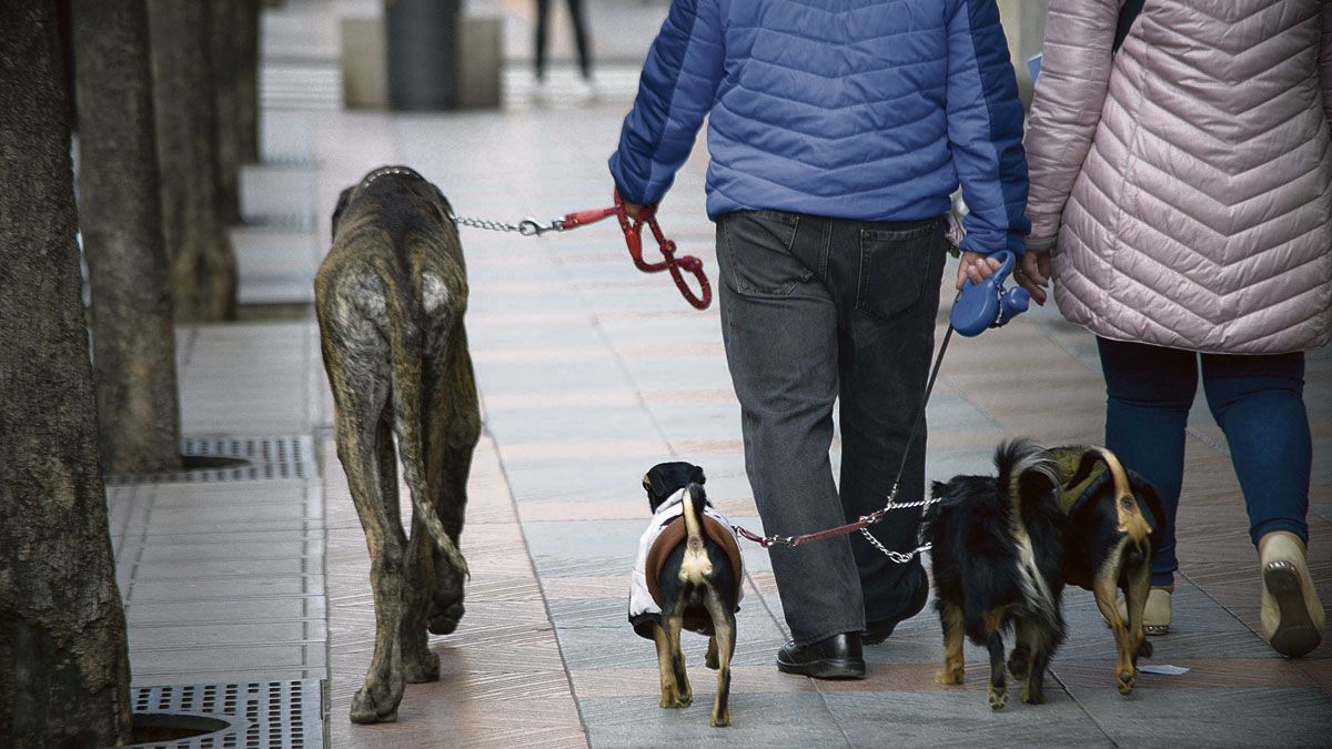 Unión del Pueblo Leonés en el Ayuntamiento de la capital propone registrar el ADN de los perros. | MAURICIO PEÑA