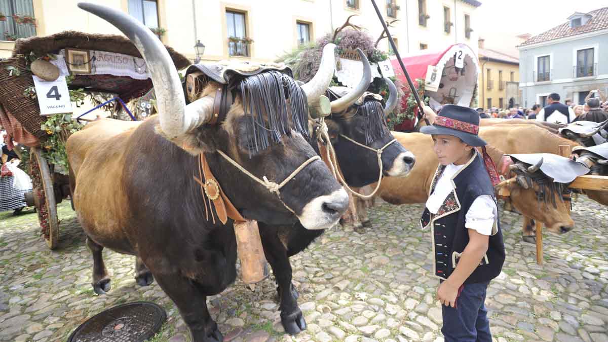 Un total de 26 carros engalanados participarán en el tradicional desfile. | DANIEL MARTÍN Un total de 26 carros engalanados participarán en el tradicional desfile. | DANIEL MARTÍN