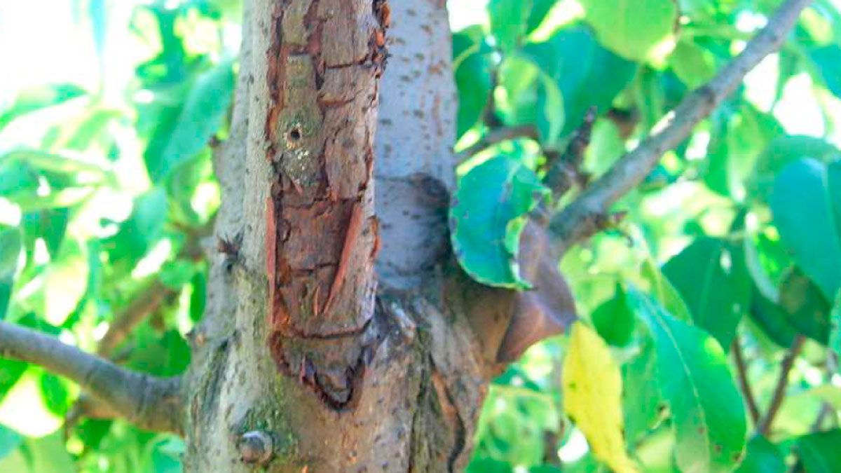 Árbol afectado por la plaga.