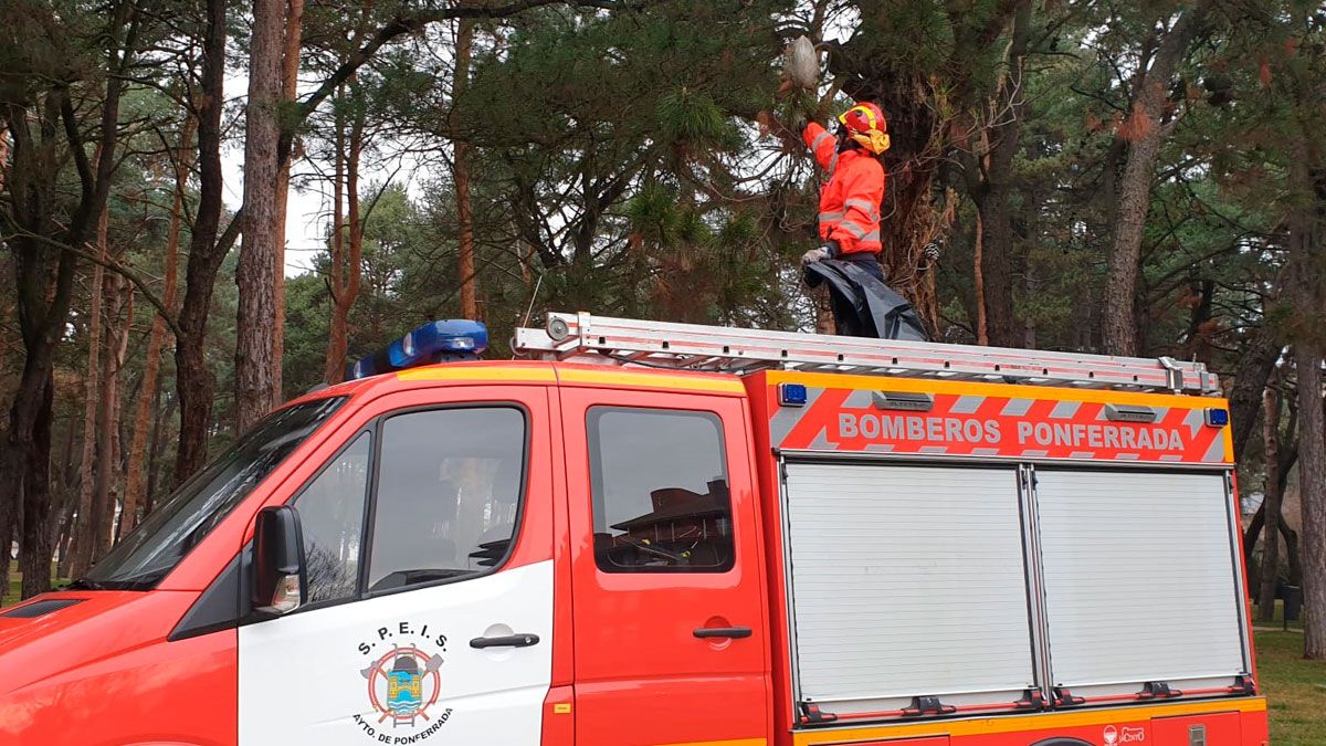 Los Bomberos procediendo a la exterminación de uno de los nidos.