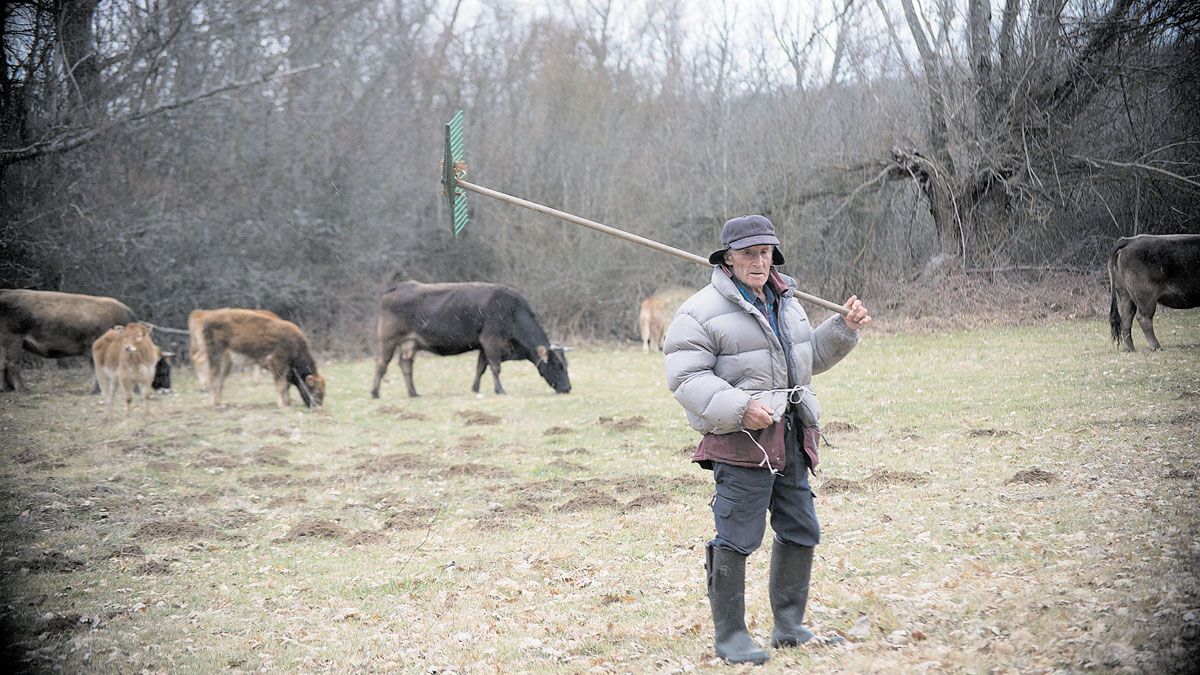 Antonio, el otro resistente de Ranedo de Curueño, en su hábitat natural, con las vacas, el rastro... y al aire libre. Y con noventa años. | MAURICIO PEÑA