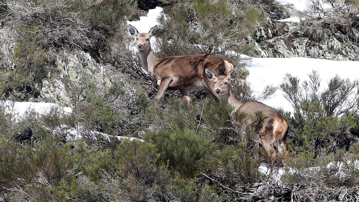 Dos cervatillas en la Reserva de Caza de Riaño. :: ical