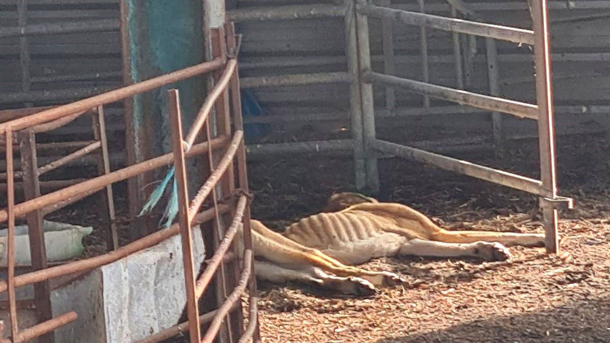 Los vecinos afirman que el mastín murió tras meses de abandono. | L.N.C.