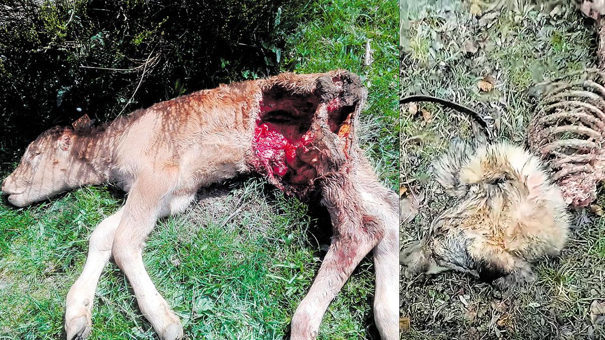 Uno de los terneros atacados por el lobo esta semana en la zona de Riaño y los restos de otra mastina, también atacada. | L.N.C.