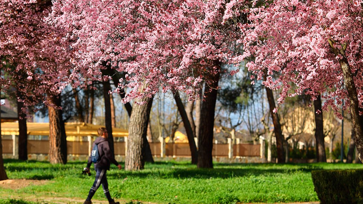 Imagen de los primeros compases de una primavera pasada en el Bierzo. | CÉSAR SÁNCHEZ (ICAL)