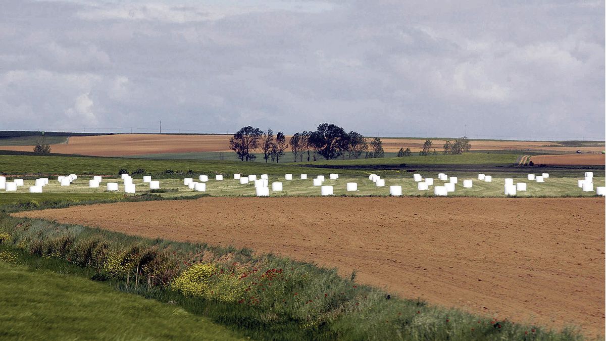 Campos con cultivos en barbecho, unos terrenos que se podrán cultivar aunque no se conocen aún las condiciones. ICAL