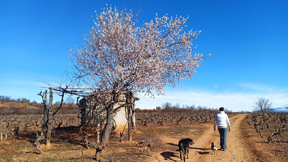 Adelanto de la primavera en el Bierzo. | ICAL