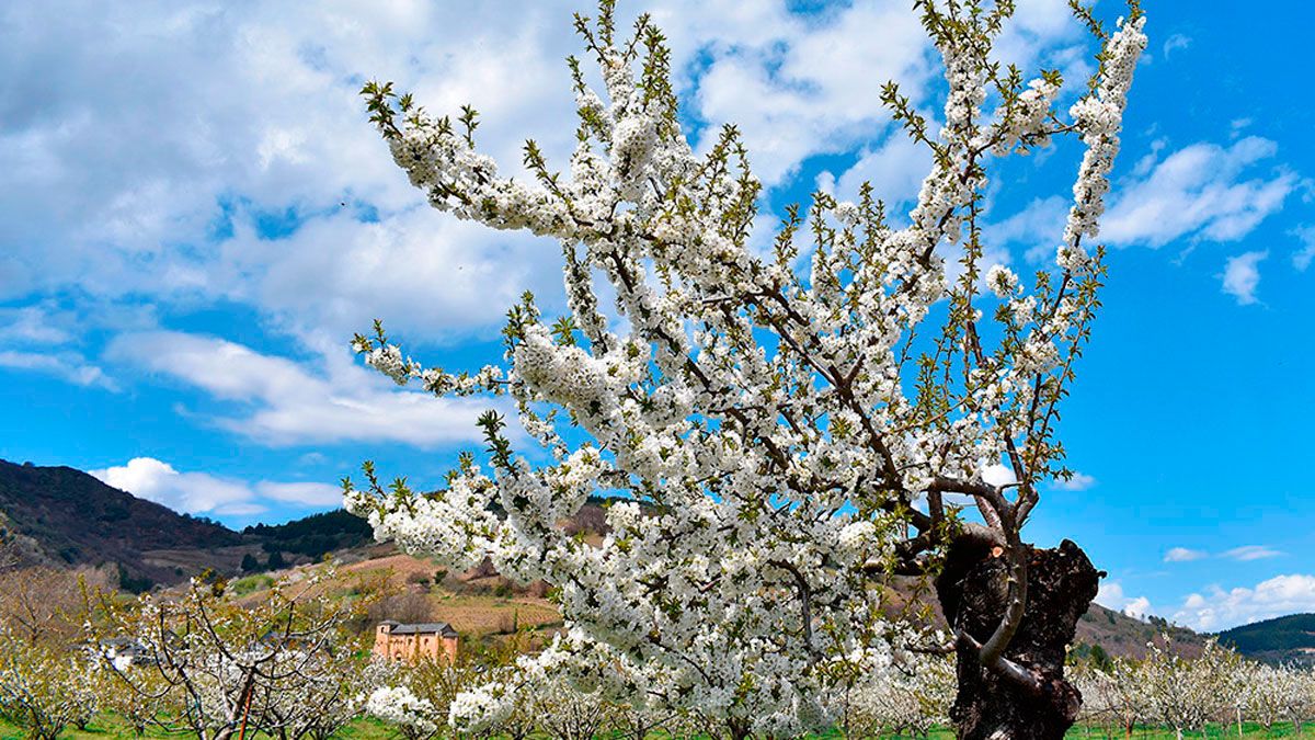 Espectáculo de los cerezos en flor en Corullón. Espectáculo de los cerezos en flor en Corullón.