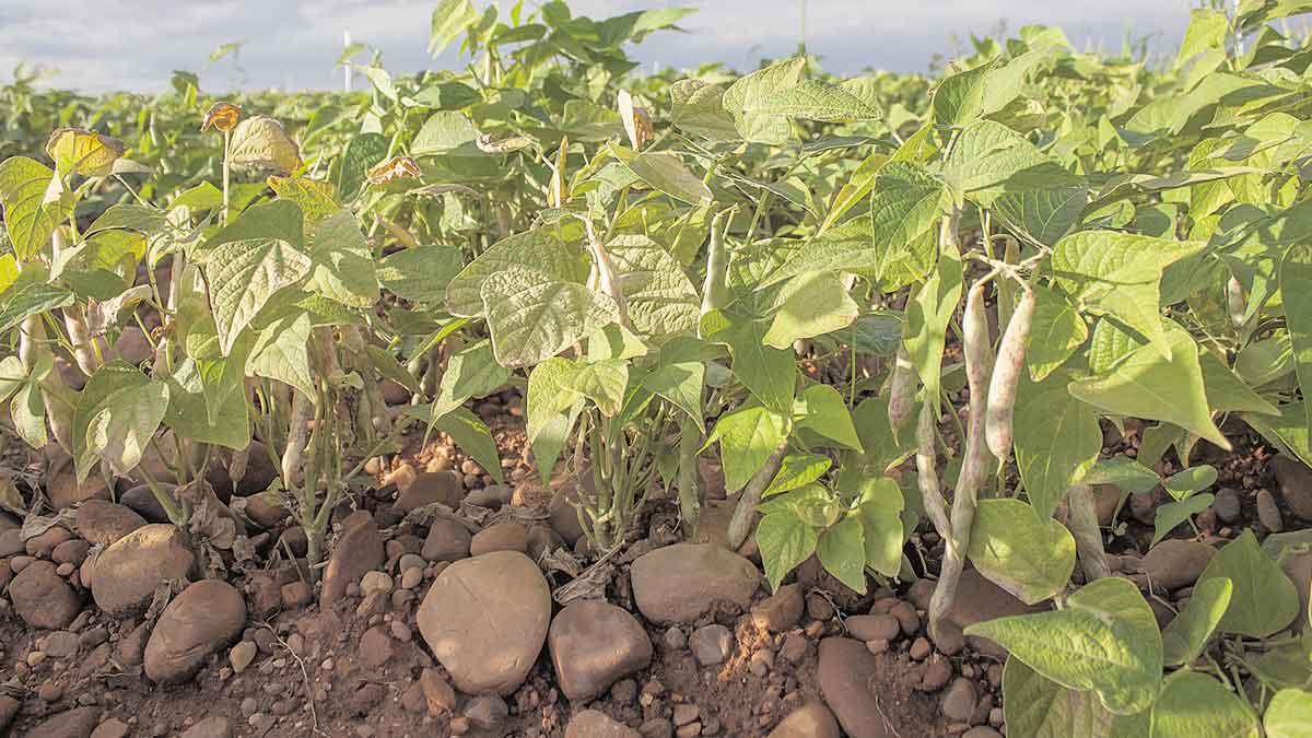 Detalle de una plantación de alubias en una imagen de archivo. | L.N.C. Detalle de una plantación de alubias en una imagen de archivo. | L.N.C.