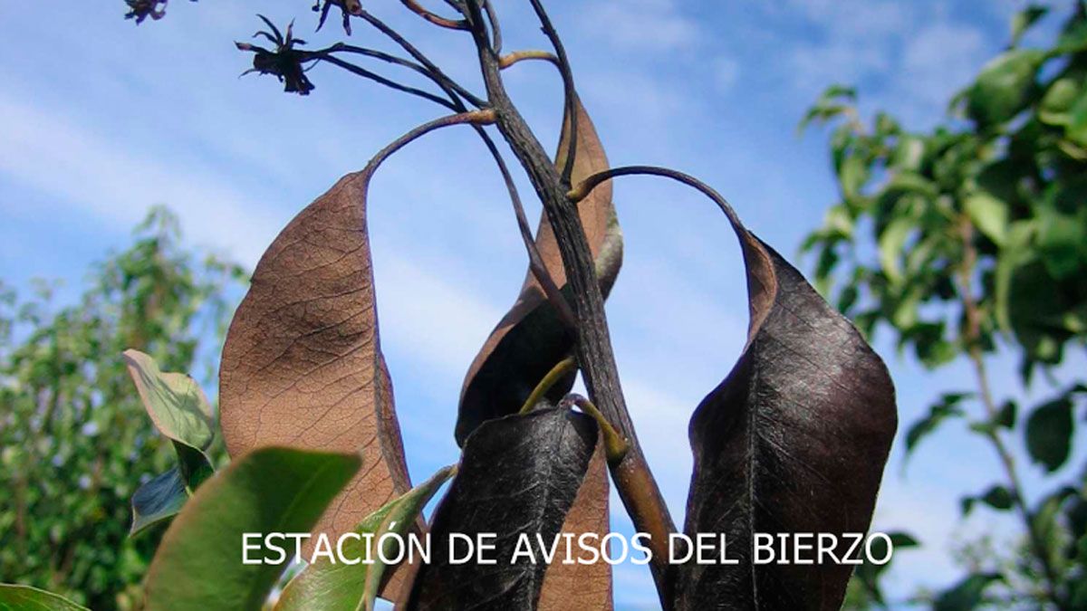 Efectos del fuego bacteriano. | ESTACIÓN DE CARRACEDELO