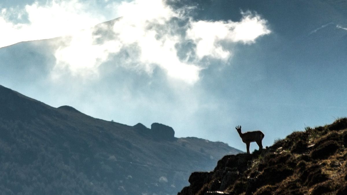 Montañas de Ancares con un animal sobre una de las laderas, captada para un concurso de la Reserva de la Biosfera Ancares Leoneses. | Daniel Sánchez Enjuto