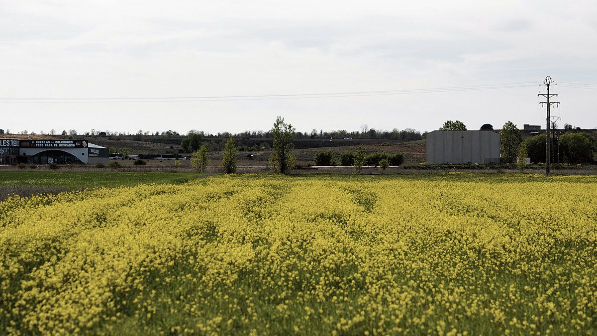 La Guerra de Ucrania no ha tenido influencia sobre la apuesta por este cultivo, ya que las siembras se produjeron seis meses antes de que estallara. | SAÚL ARÉN