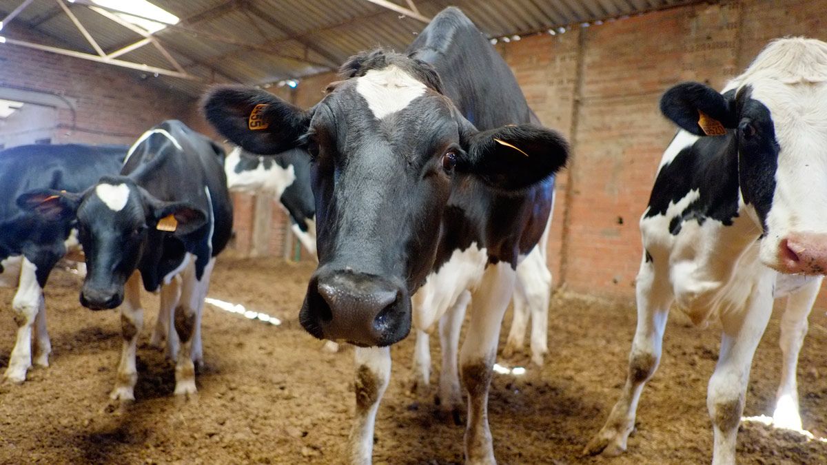 Imagen de archivo de una ganadería de vacuno de leche en la provincia leonesa. L.N.C.