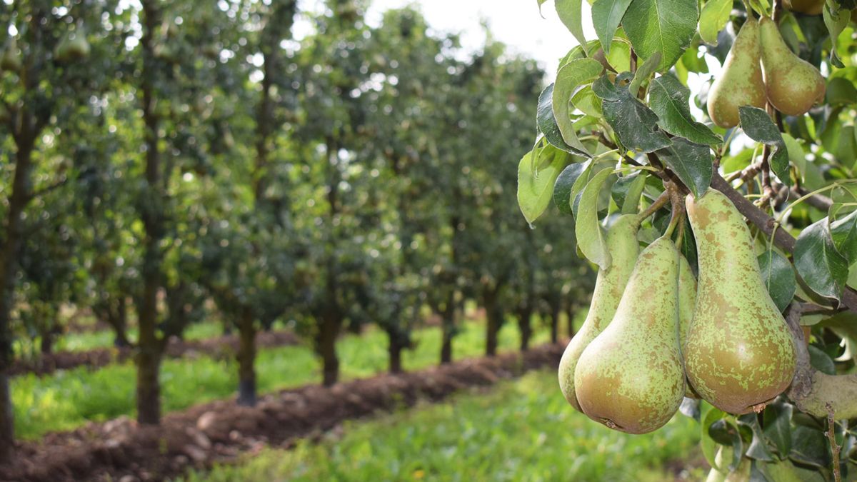 El lepidóptero roe los frutos y las hojas de los árboles. En la imagen de archivo, perales en el Bierzo. | Ical