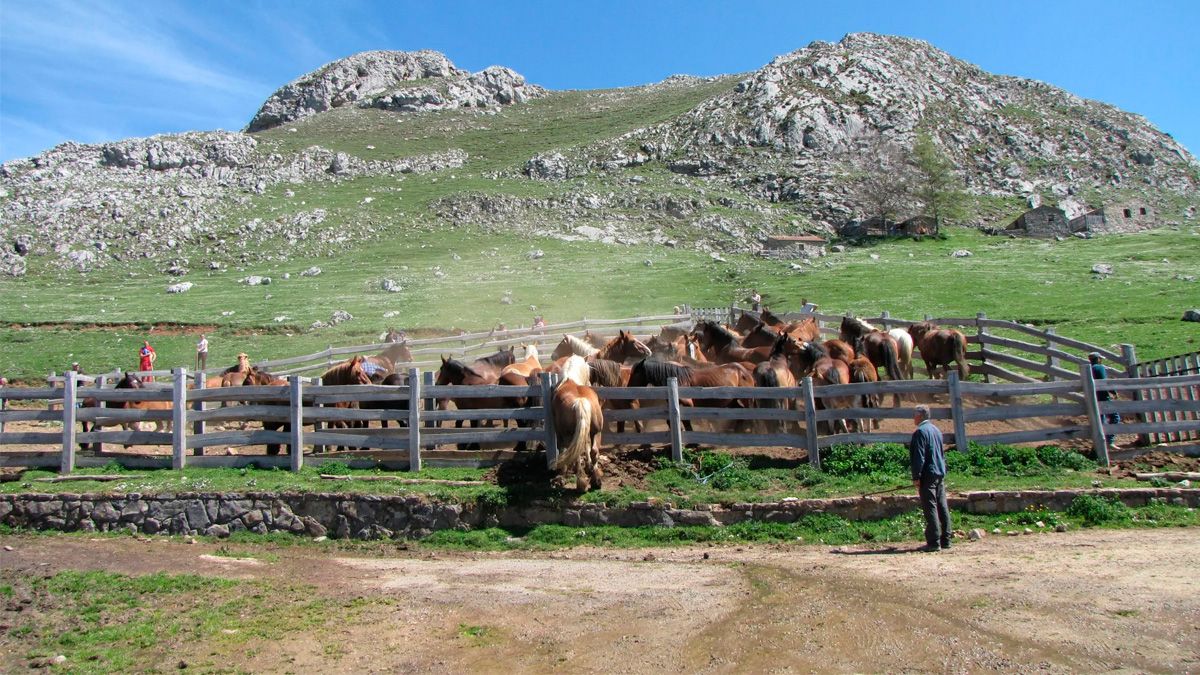 Parte del ganado que fue identificado por Mieres el pasado martes. | babia.net