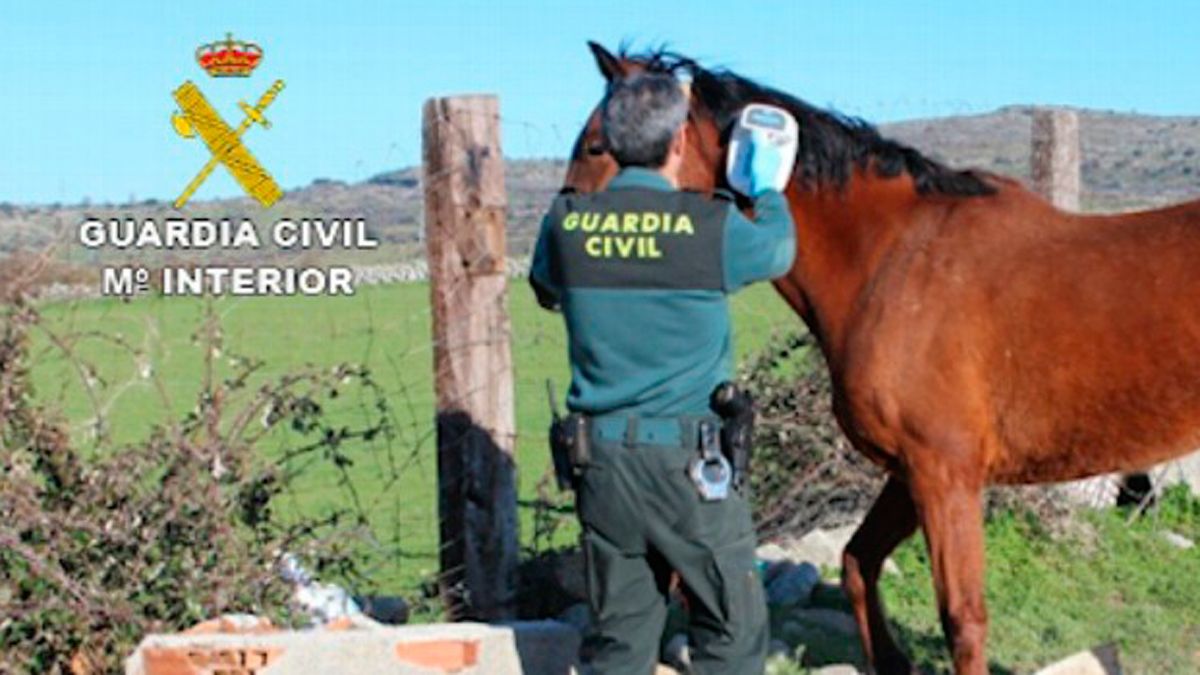 Imagen de la guardia Civil en la investigación de la operación  ‘Gazel’