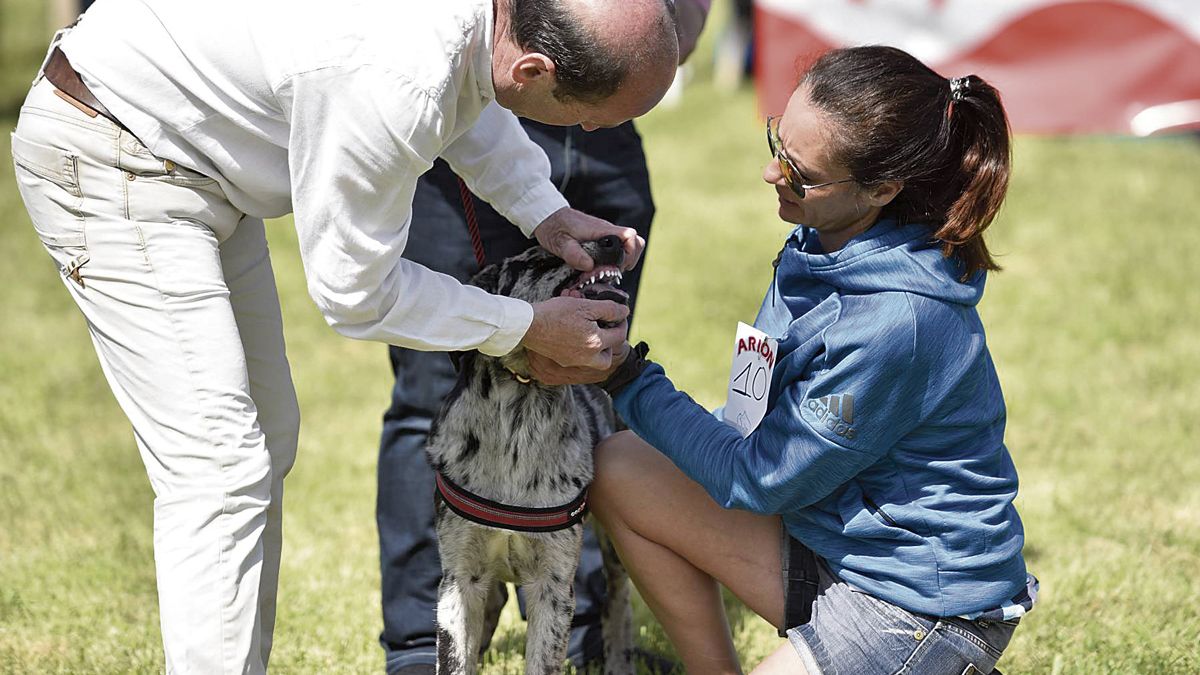 El carea, una raza de perro ligada a la cultura pastoril en la provincia, protagoniza todo un fin de semana. | SAÚL ARÉN