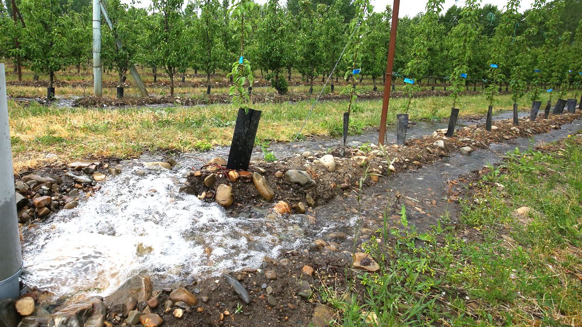 Regadíos en plantaciones frutales en el Bierzo. | Ical