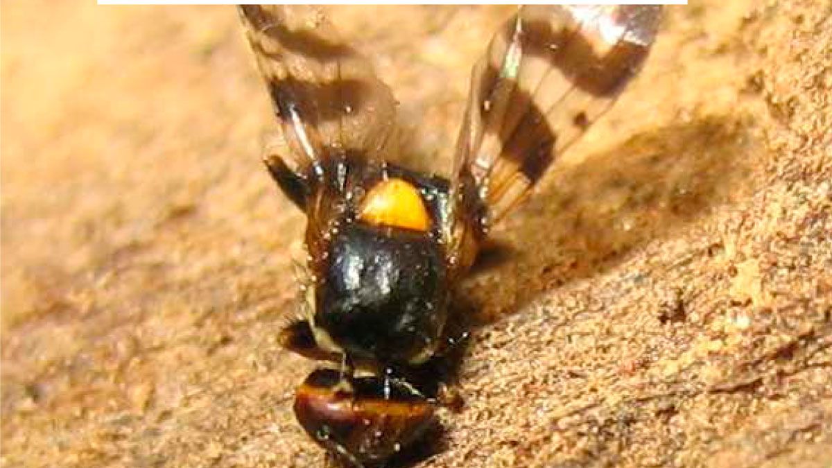 Mosca de la cereza, que provoca graves daños en la producción. | ESTACION DE AVISOS