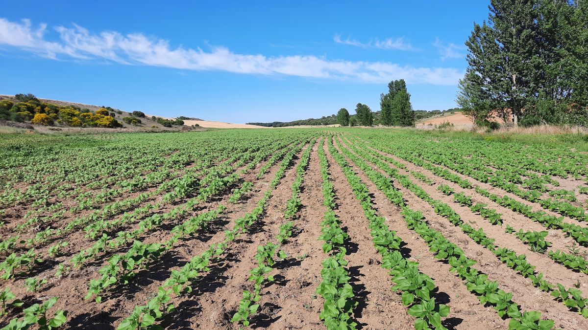 Girasoles sembrados en Castrovega. | L.N.C.