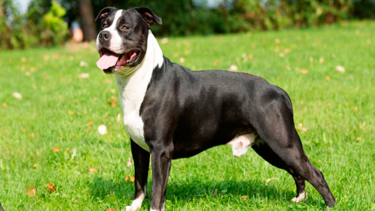 staffordshire-terrier.jpg