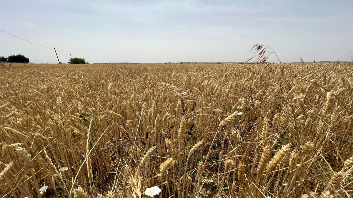 Explotación de trigo de la provincia leonesa. | SAÚL ARÉN