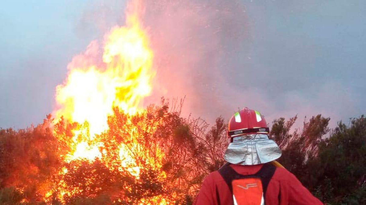 incendio-sierra-culebra-zamora-17062022.jpg