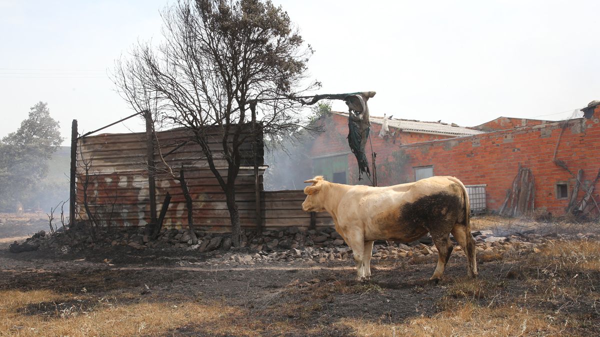 Incendio en la Sierra de la Culebra. | JL LEAL / ICAL