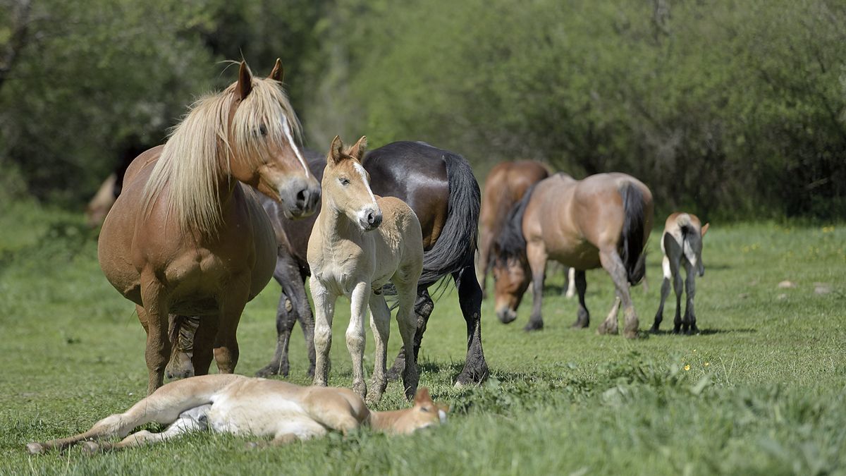 equino-callejo-de-ordas-18062022.jpg