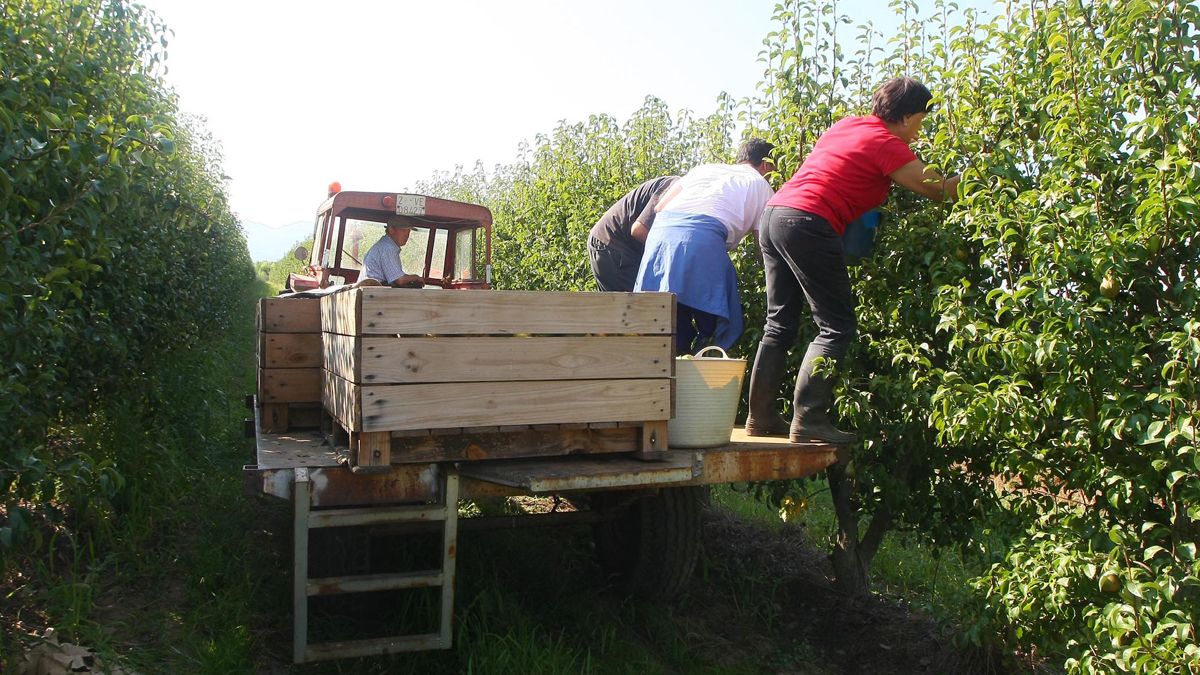 Los agricultores  bercianos recogiendo fruta. | ICAL