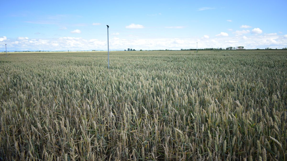 Plantación de trigo en el Páramo leonés. | A. RODRÍGUEZ