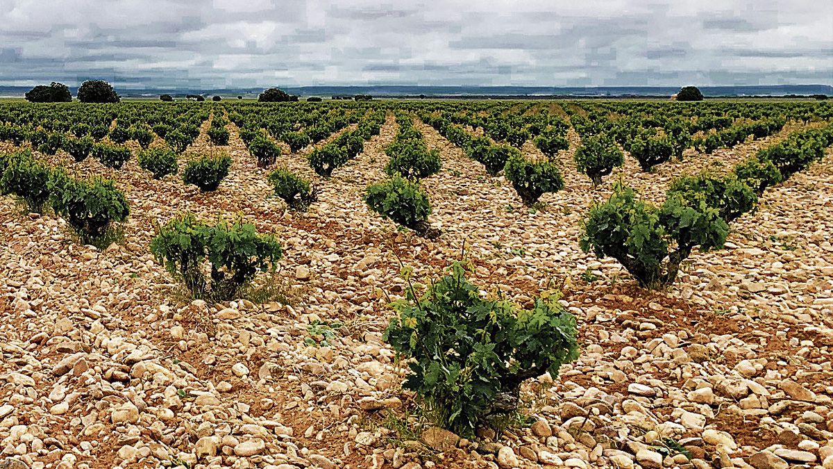 Descubrir una comarca a través del vino, la gastronomía, el patrimonio artístico-cultural y la naturaleza. | R. V. TORO