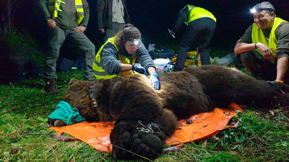 El oso mientras se procedía a su marcaje.