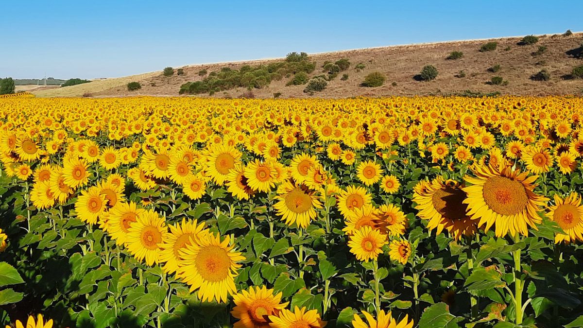 Plantación de girasoles en Castrotierra de Valmadrigal. | L.N.C.