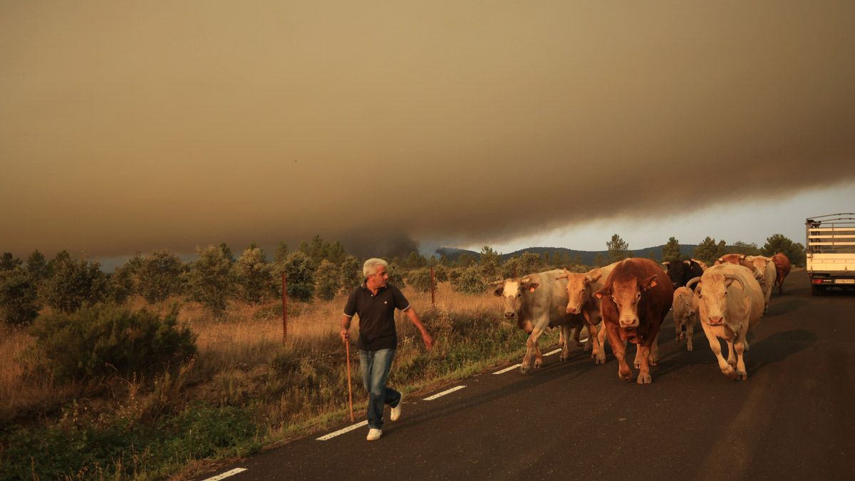 El avance del incendio forestal de Monsagro obliga al desalojo de Guadapero y Morasverdes. | ICAL