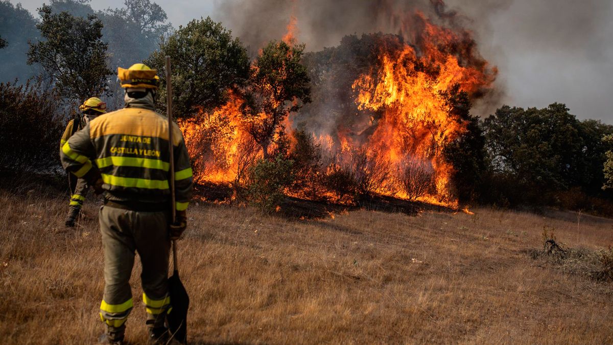 Varios efectivos trabajan en la extinción del fuego del incendio de Losacio (Zamora). | EMILIO FRAILE