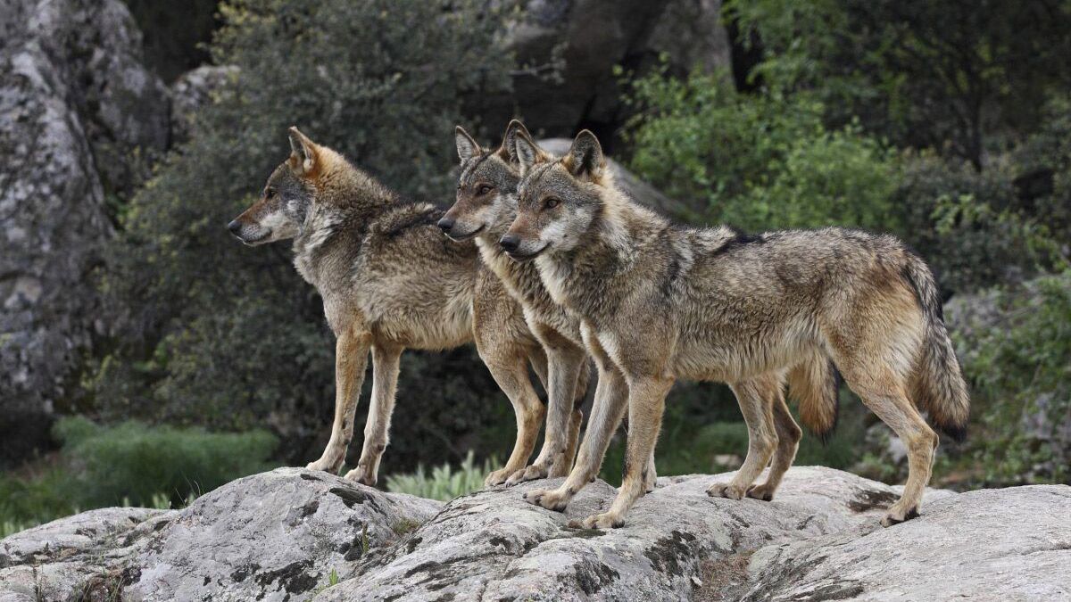 lobo-control-caza-asturias-picos-europa-27072022.jpg