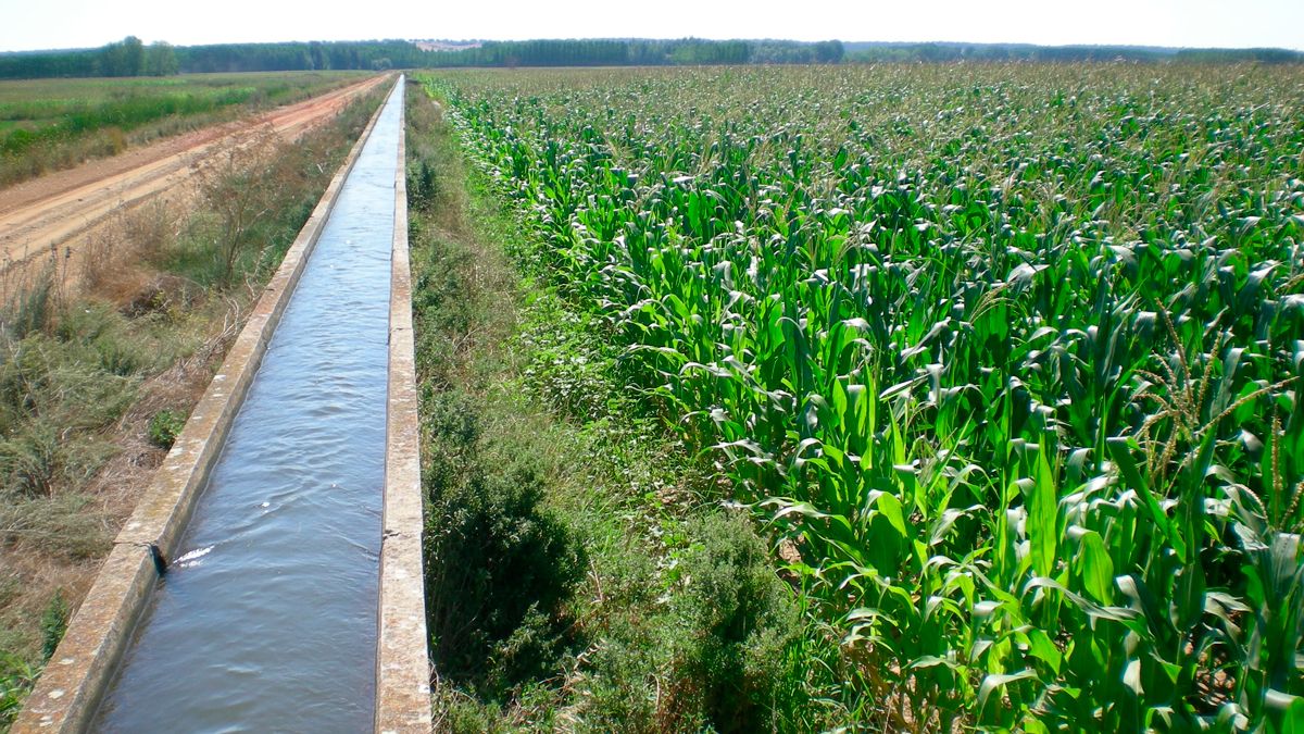 El trabajo de mantenimiento se hará en el Canal del Esla, entre otros. | CANAL DEL ESLA