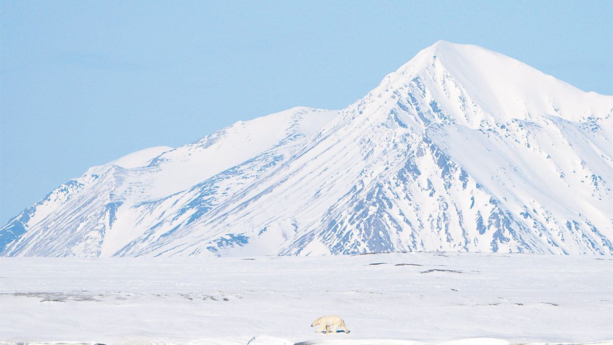 Todo tipo de barcos ofrecen salidas en busca sobre todo del ansiado oso polar | Javier Valladares