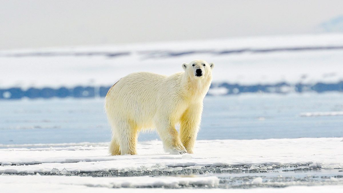 El gran oso blanco se encuentra en la parte superior de la cadena alimenticia, pero depende totalmente del hielo marino para su supervivencia. | Javier Valladares