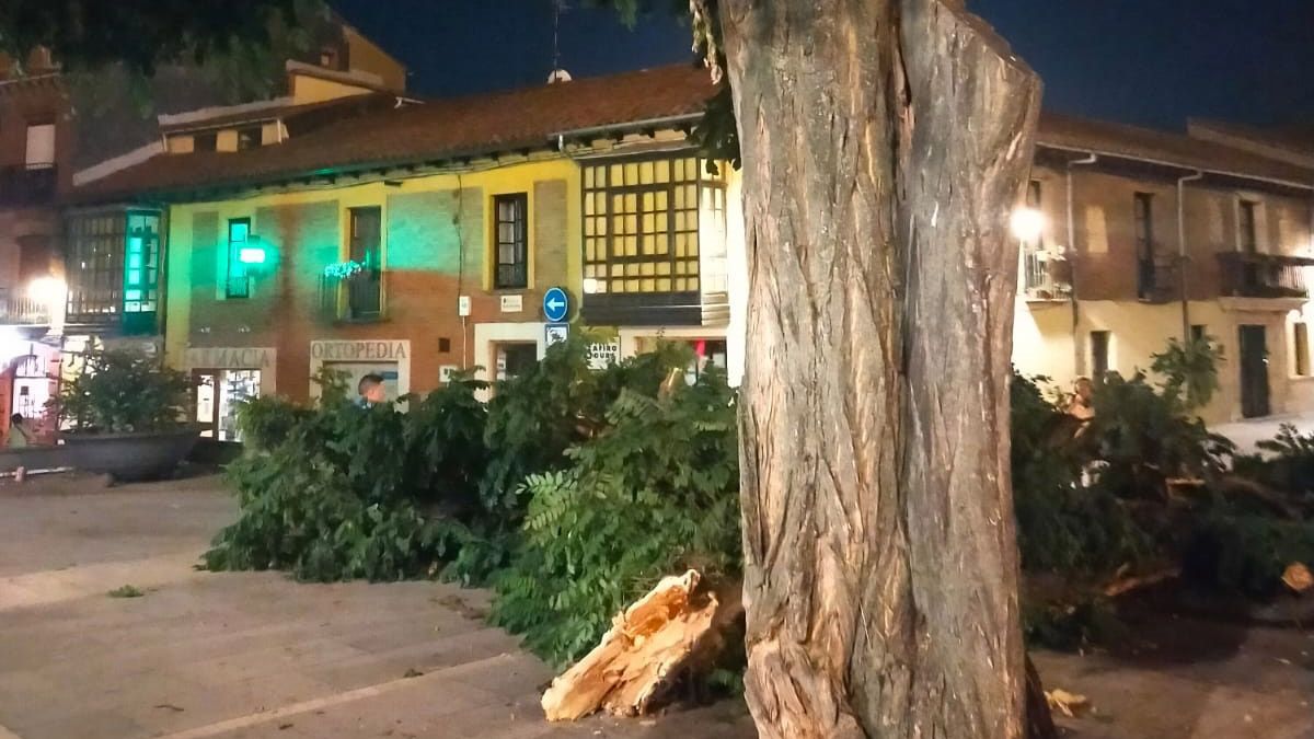 Parte del árbol situado detrás de la Catedral cayó hacia la calle San Pedro y la plaza de Puerta Obispo. | ANA GÓMEZ