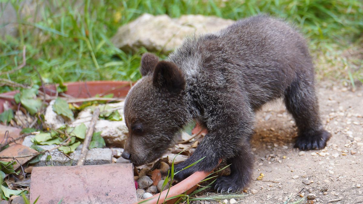 El osezno encontrado en Igüeña deshidratado se encuentra en fase de recuperación. | L.N.C.